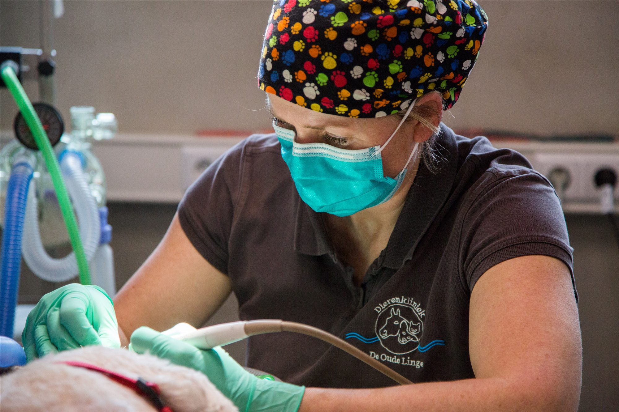 Gezelschapsdier in de kliniek