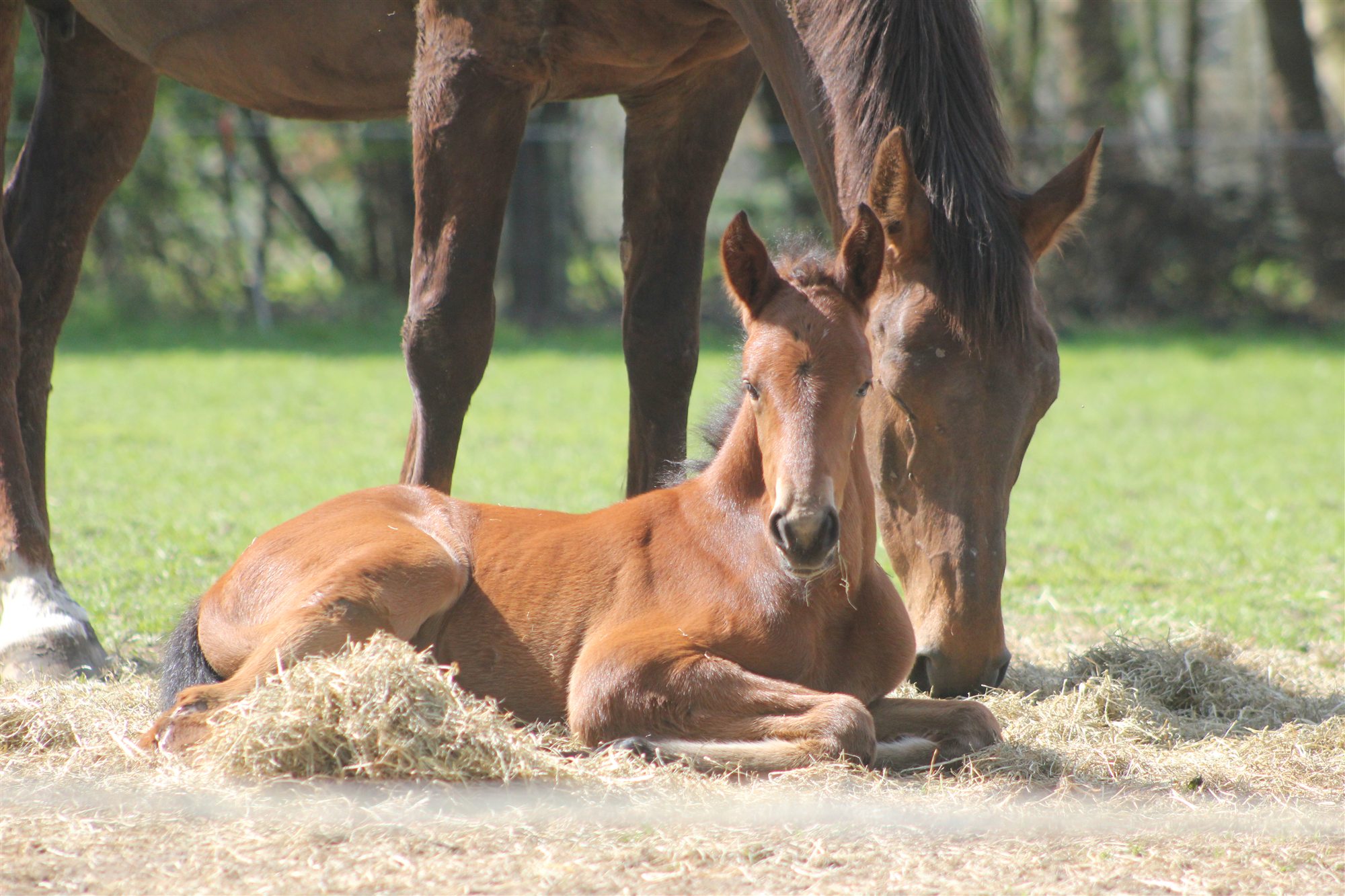Paard bij Dierenkliniek de Oude Linge